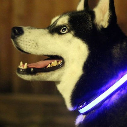 LED Light Up Dog Collar